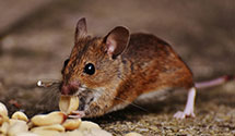 24 Hour & Emergency Exterminators in Bloomington, MN